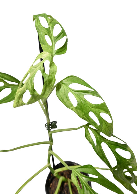 Monstera Adansonii Mint 4” (WYSIWYG)