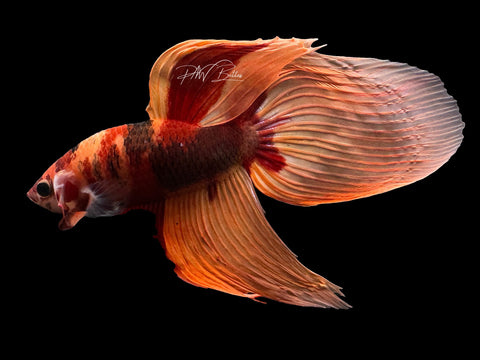 Nemo VT Male Betta | M2595