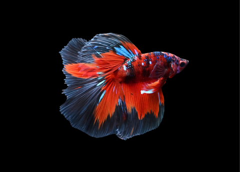 Red Galaxy Halfmoon Male Betta | 5206