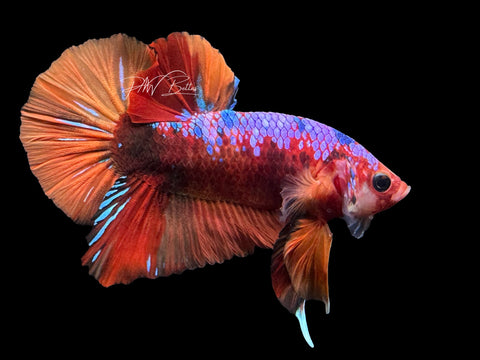 Candy HMPK Male Betta | M2404