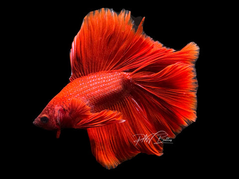 Super Red DTHM Male Betta | M2461