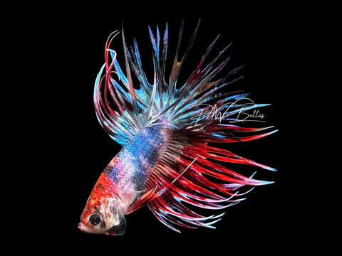 Marble Crowntail Male Betta | M2852