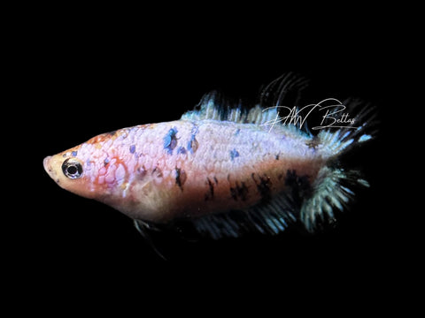 Blue Marble DTCTPK Female Betta | F2807