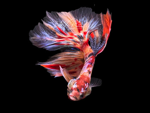 Candy Halfmoon Male Betta | M2309