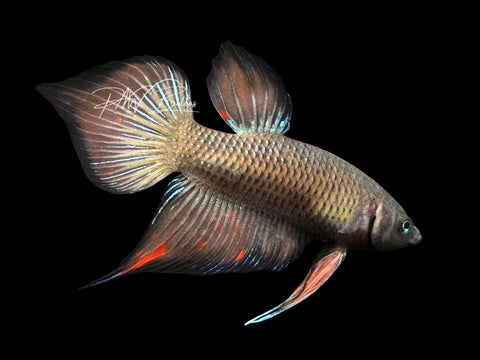 Wild Hybrid Plakat Male Betta | M2823