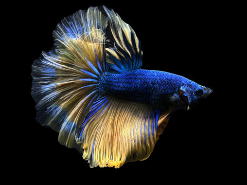 Mustard HM Male Betta | M2631