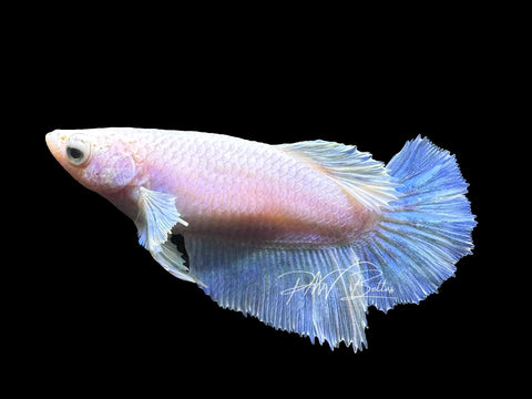 Pastel Halfmoon Female Betta | F2307
