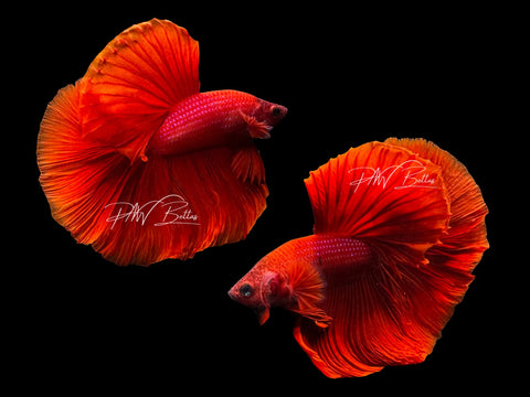 Red Halfmoon Male Betta