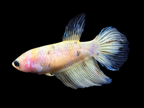 Yellow Koi Veiltail Female Betta | F2312