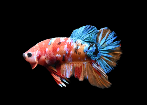 Candy HMPK Male Betta | 5209