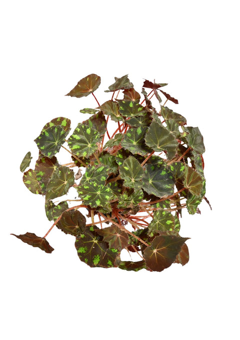 Rhizome Begonia 4”