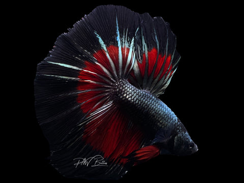 Red Copper HM Male Betta | M2604