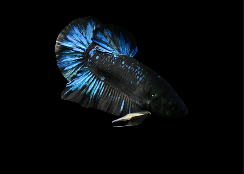 Avatar HMPK Male Betta | 5219