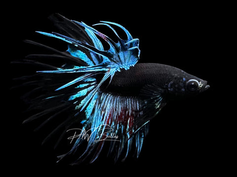 Blacklight Crowntail Male Betta | M2789
