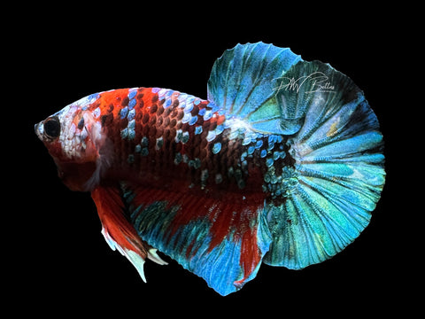 Red Galaxy HMPK Male Betta | M2396
