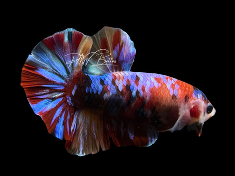Candy Galaxy Male Betta | M2567