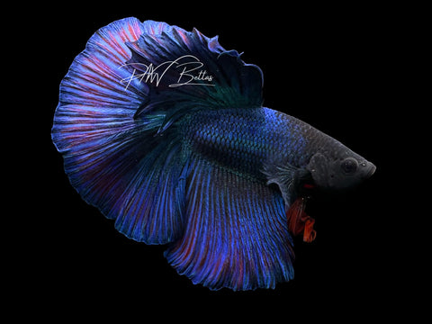 Blue Halfmoon Male Betta | M3051