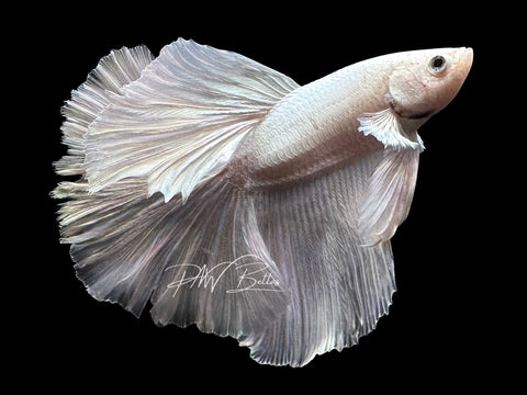 Platinum Halfmoon Male Betta | M4024