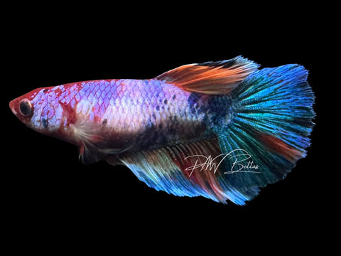Marble Halfmoon Female Betta | F4009