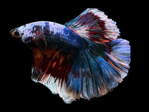 Marble HM Male Betta | M279