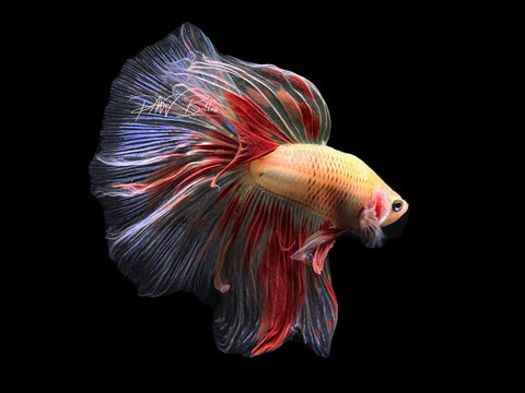 Armageddon HM Male Betta | M2646