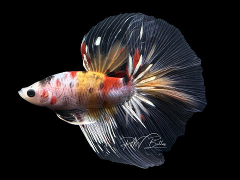 Nemo Copper HM Male Betta | M2619