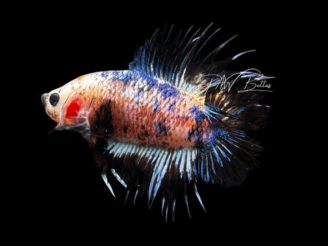 Blue Marble DTCTPK Male Betta | M2855