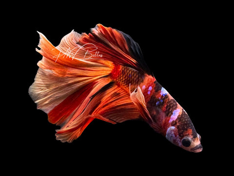 Nemo Galaxy Halfmoon Male Betta | M2864