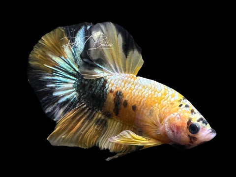 Yellow Copper HMPK Male Betta | M2300