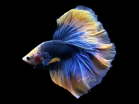 Yellow Mascot HM Male Betta | M2602