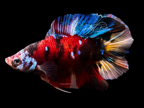 Koi Galaxy DTPK Male Betta | LM1