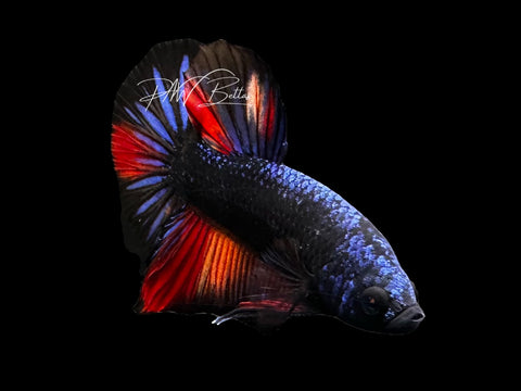 Avatar Nemo HMPK Male Betta | M2854