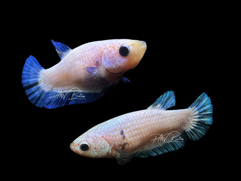 Blue Rim HMPK Female Betta