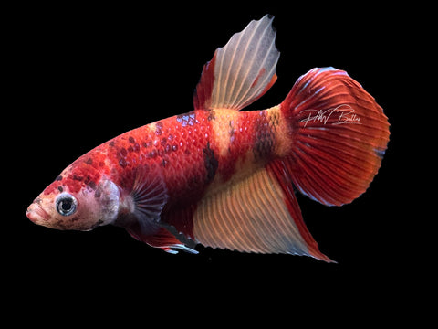 Nemo Veiltail Female Betta | F1679