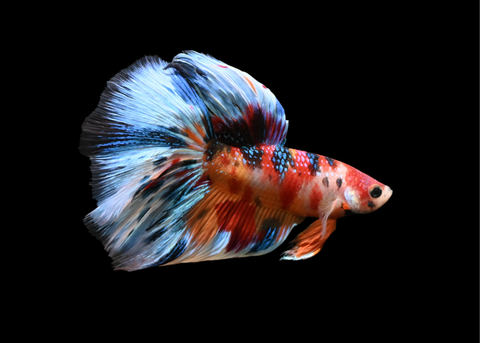 Fancy Koi Halfmoon Male Betta | 5215