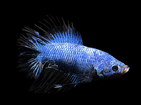 Denim DTCTPK Male Betta | M3107