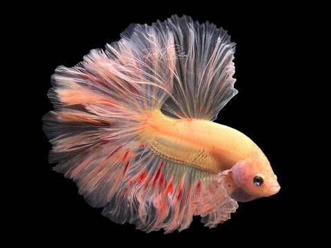 Armageddon HM Male Betta | M2594