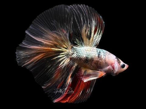 Marble Copper HM Male Betta | M2606