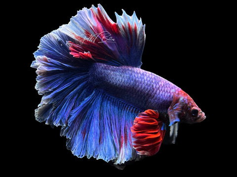 Grizzle HM Male Betta | M2398
