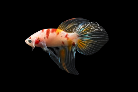 Koi Veiltail Male Betta | M4095