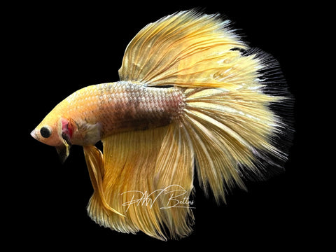 Yellow Marble Halfmoon Male Betta | M3081