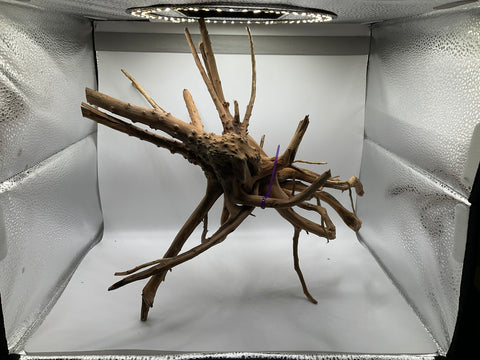 Spider Wood Large | W9