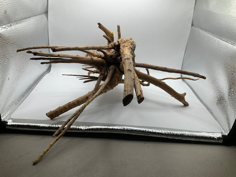 Spider Wood Large | W9