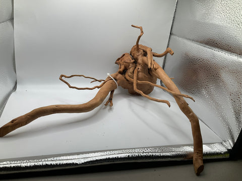 Spider Wood Large | W10