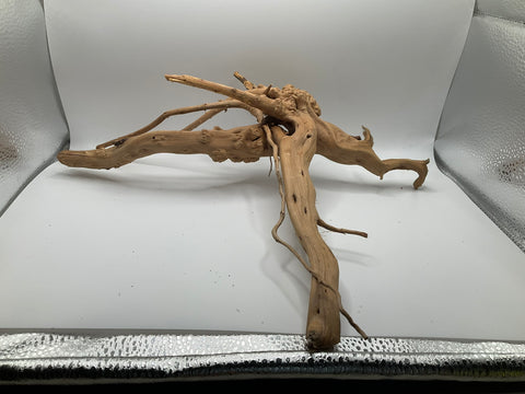 Spider Wood Medium | W12