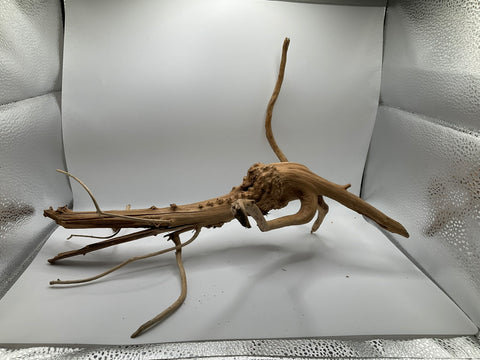 Spider Wood Medium | W14