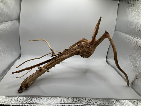 Spider Wood Medium | W14