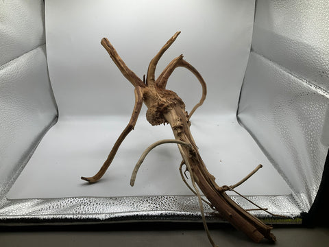 Spider Wood Medium | W14