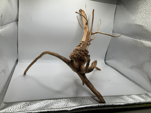 Spider Wood Medium | W14