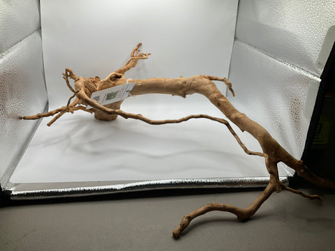 Spider Wood Large | W15